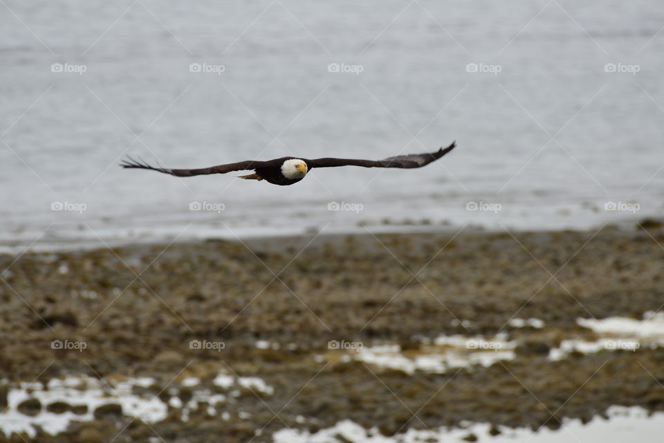 bald eagle