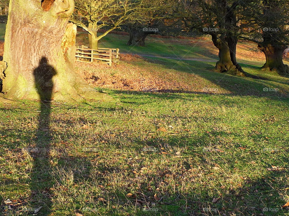 Landscape, Tree, No Person, Nature, Grass
