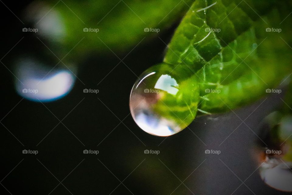 a drop of dew on a leaf