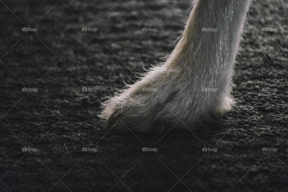 Dog paw on carpet