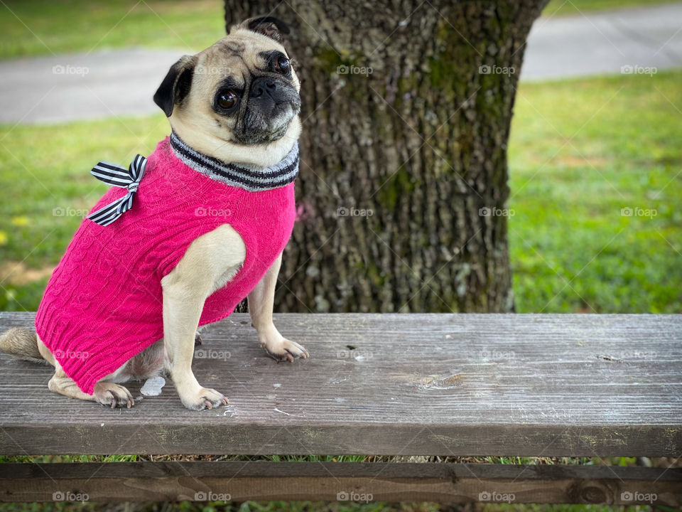 Modeling her pink sweater. It’s a little chilly out today. Perfect for wearing a sweater. A pug in a pink sweater. What’s not to love?