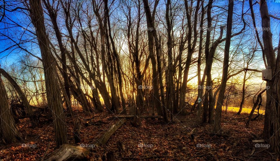 Sunset in the Twisted Forest