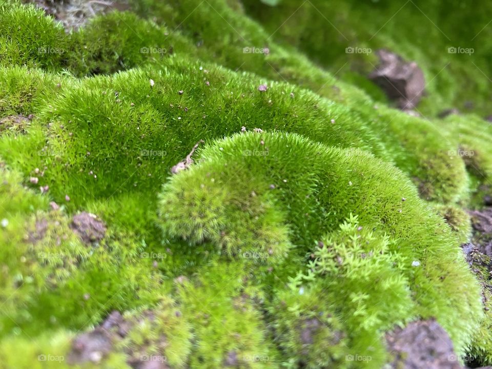 Green moss 