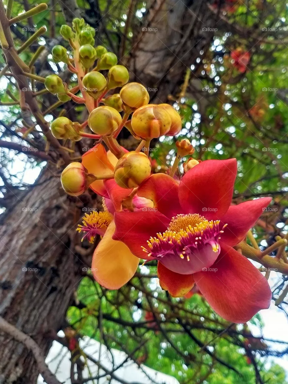 Flowers