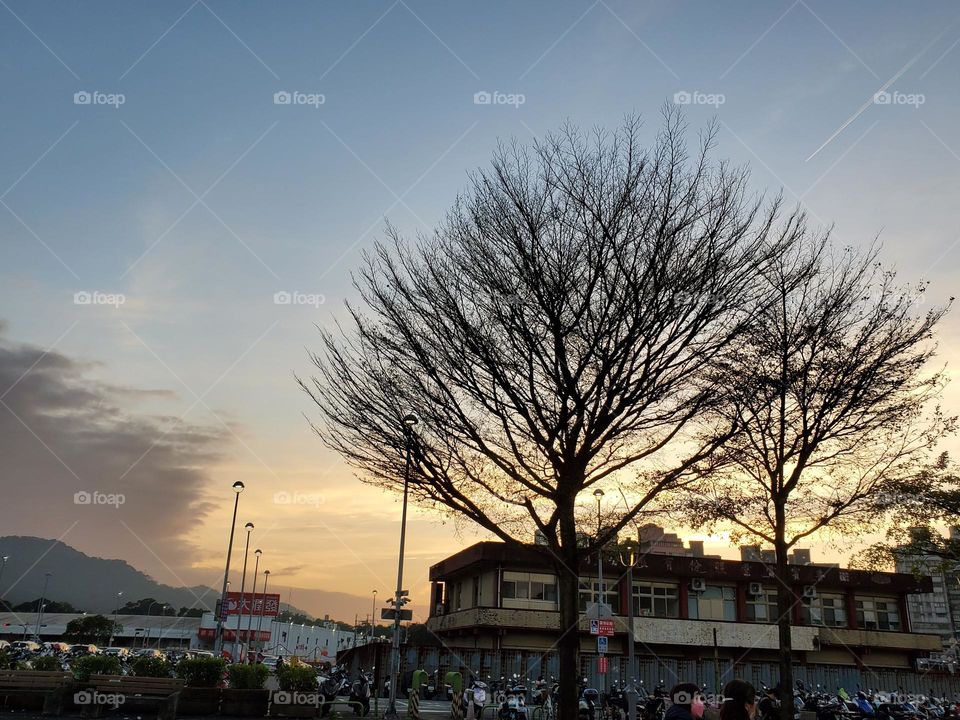 sunset trees landscape