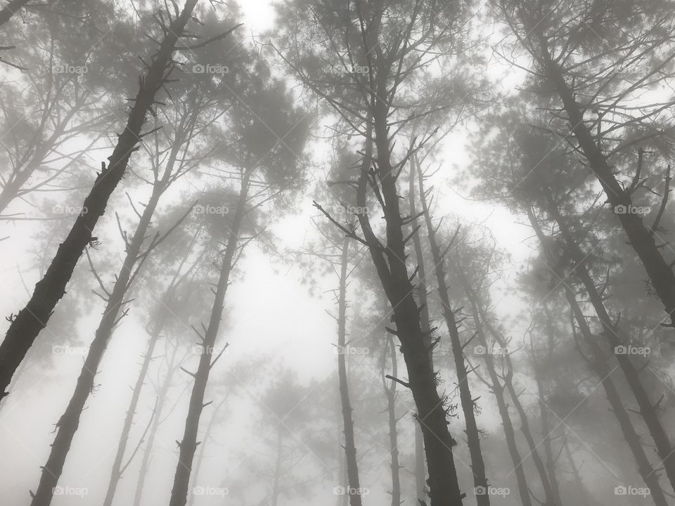 foggy pine tree forest with streaming light in the cold weather morning