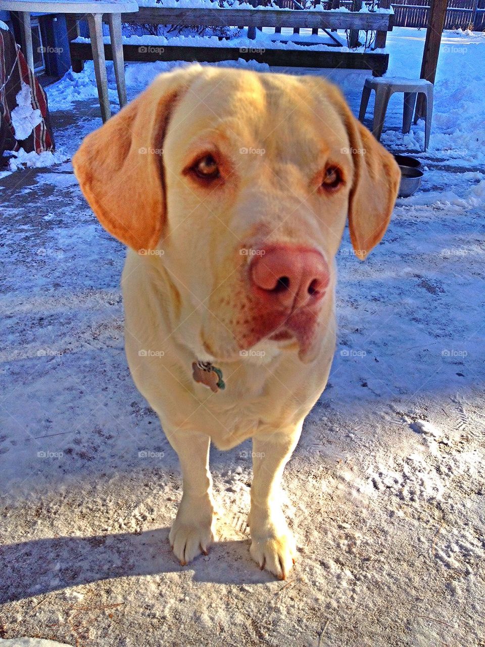 paw print pae yellow labrador paw prints by jmh