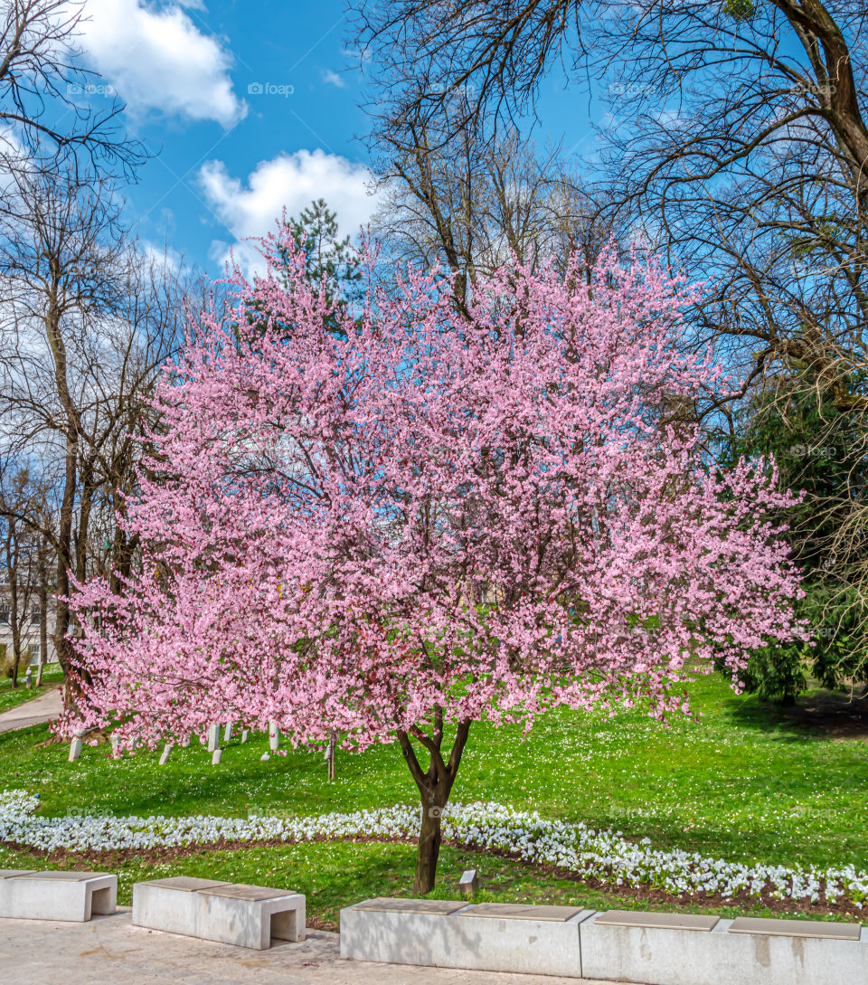 Cherry plum tree