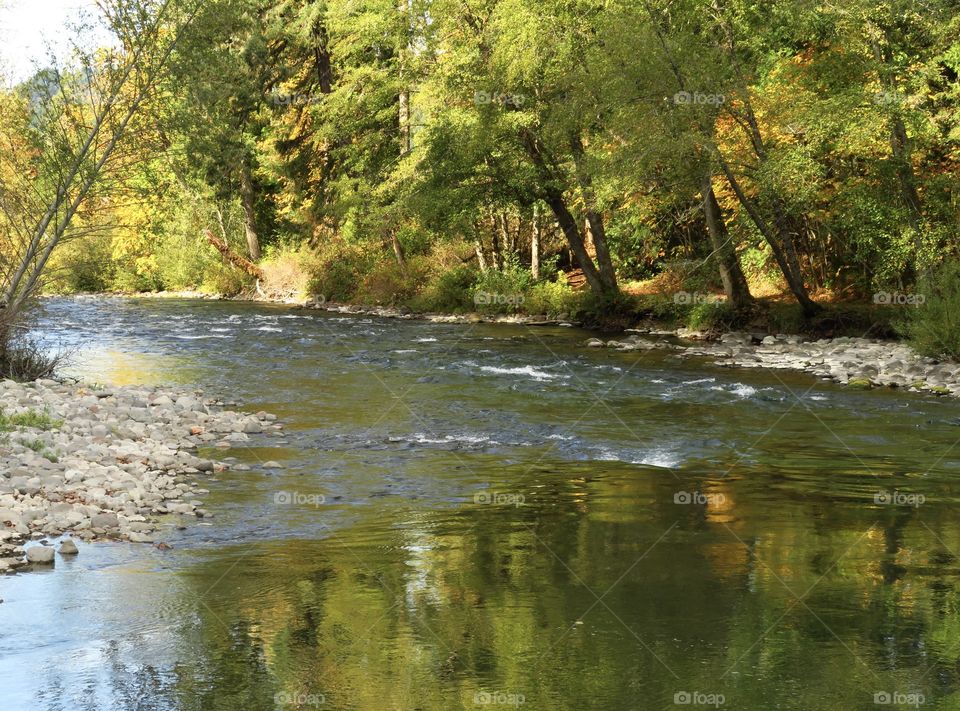 The beautiful fall colors of the leaves on deciduous trees on a river bank reflect in the gently flowing Willamette River in Western Oregon on a beautiful sunny day. 