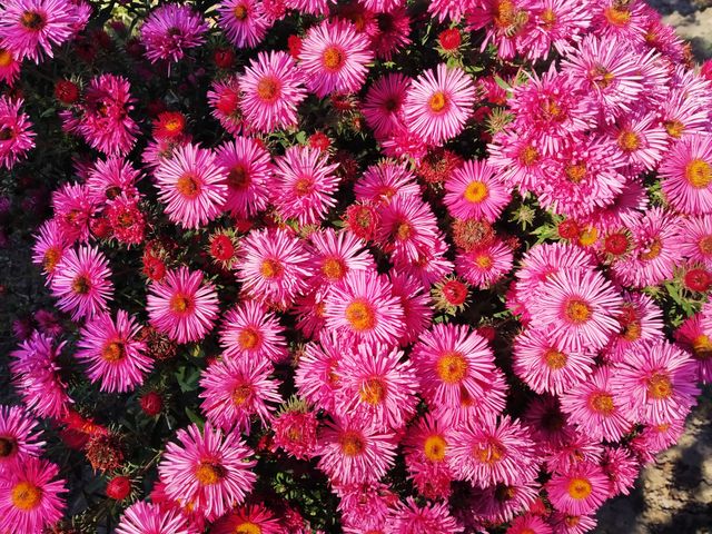 flowers 🌹