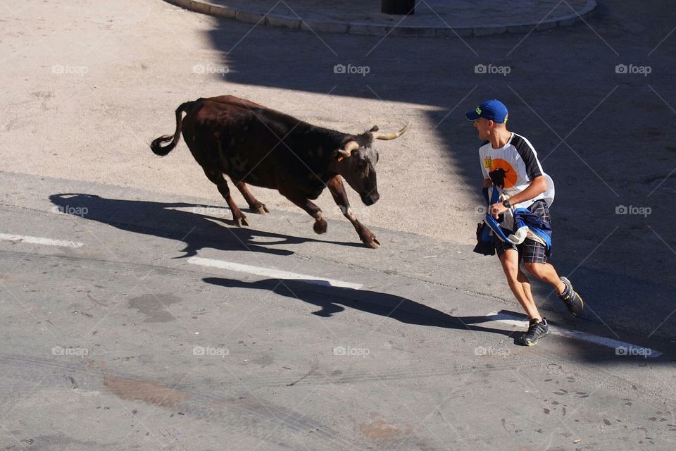 Release of heifers in the streets, typical vilafranca Party in Teruel Spain