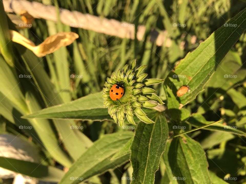 Lady Bug. Lady bug on unopened cone flower