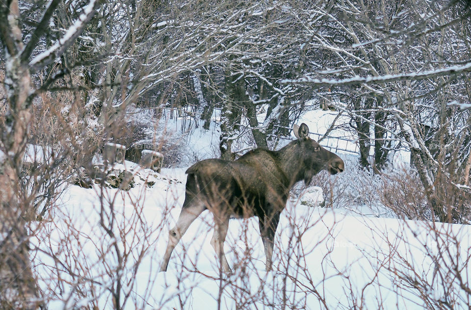 Elk in winter. 