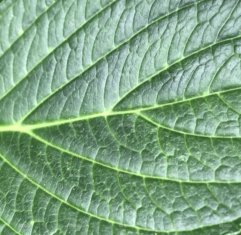 Hydrangea leaf Closeup