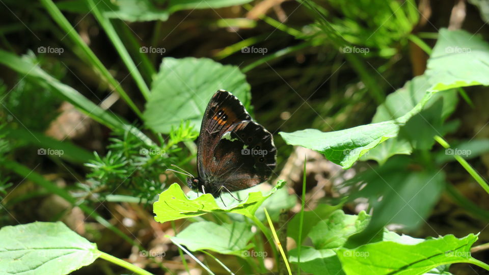 brown butterfly in forest