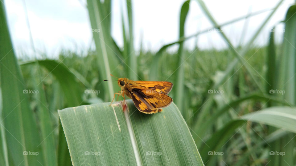 Insect photography, The brown coloured spotted butterfly, moth with spreading wings sitting on sugarcane leaf having blur background.