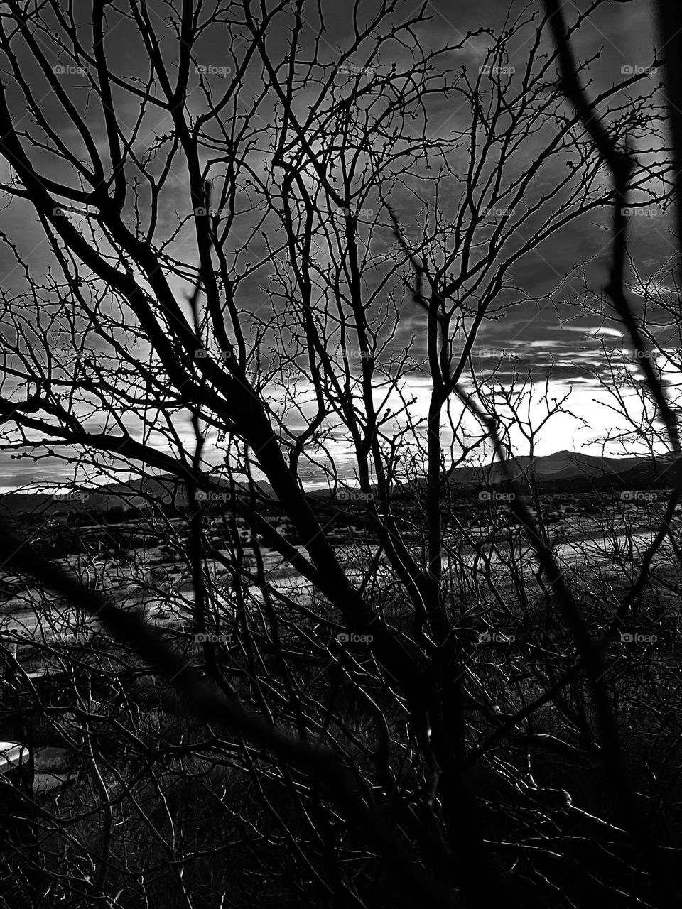 A black and white photo of a tree with mountains in the distance. 