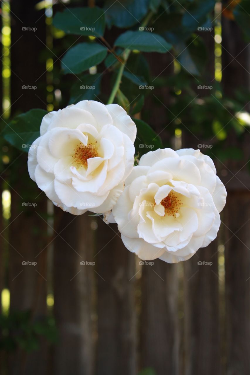 Two white roses with a brown fence background. The white roses are also considered ivory roses with a hint of yellow 