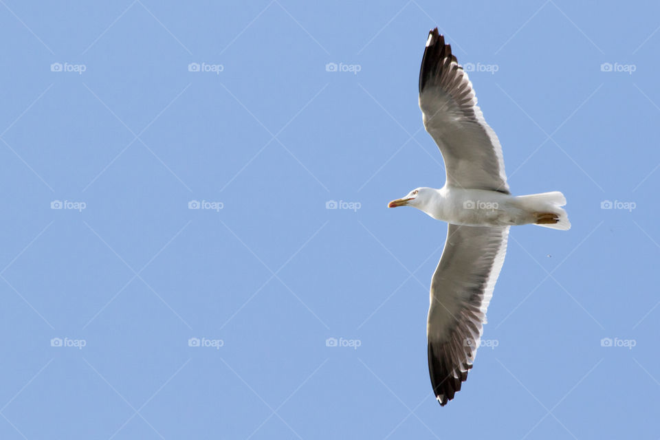 Seagull flying in the blue sky - fiskmås flyger mot blå himmel 