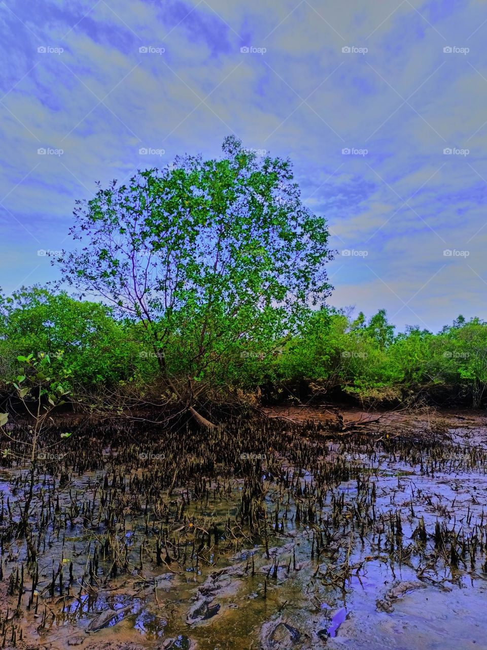 Cone roots of Sonneratia Mangroves
found in North Sumatra, Indonesia. The roots grow vertically up from the
underground root system.