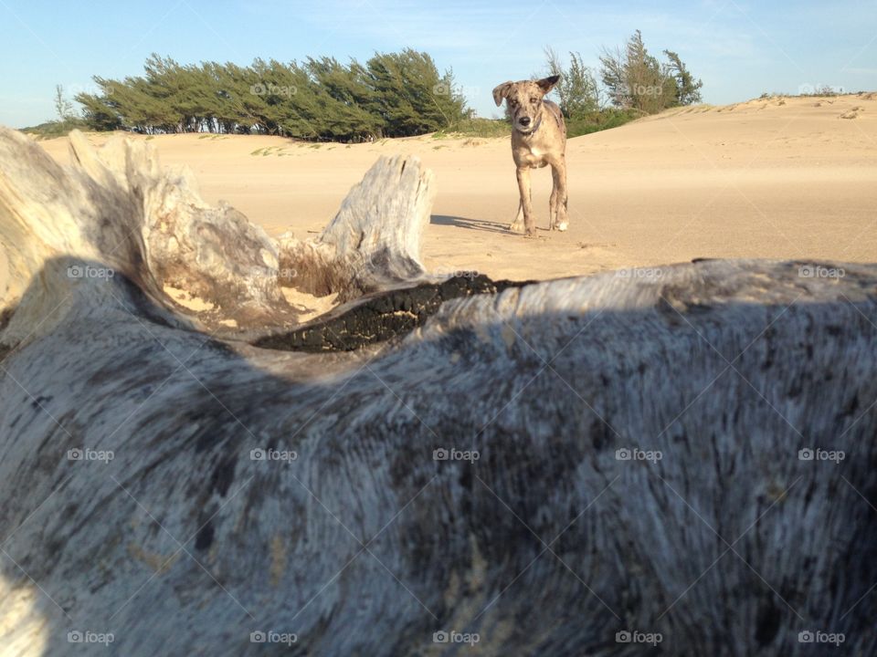 Investigating some driftwood 
