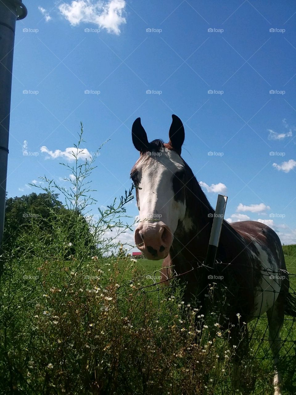 Horse in rural Ohio grazing 