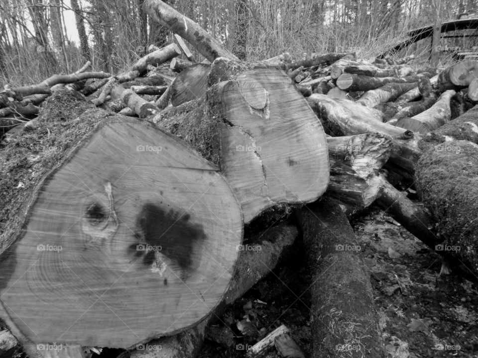 felled tree's