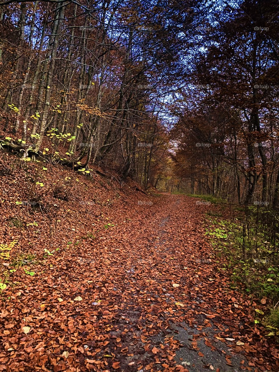 A walk in the forest