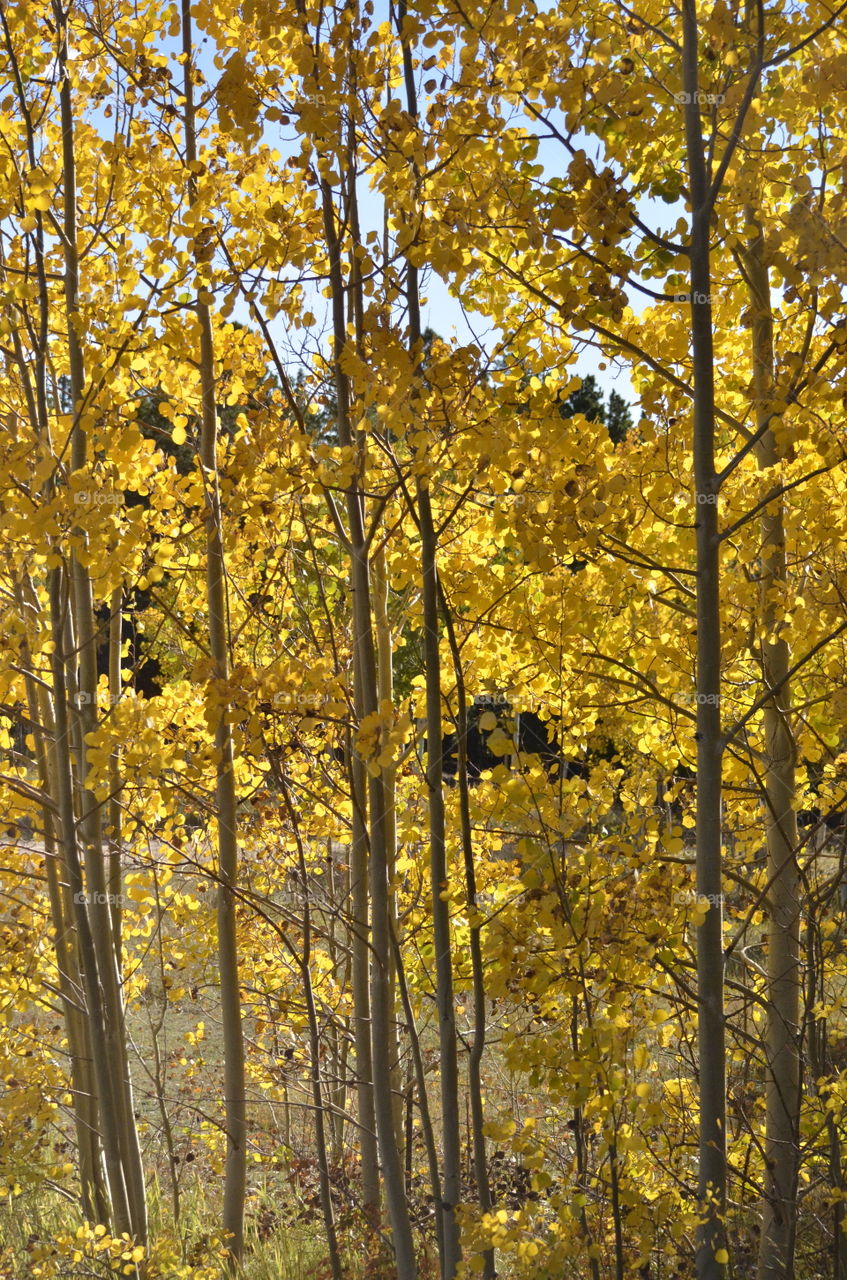 Aspen Highlights
