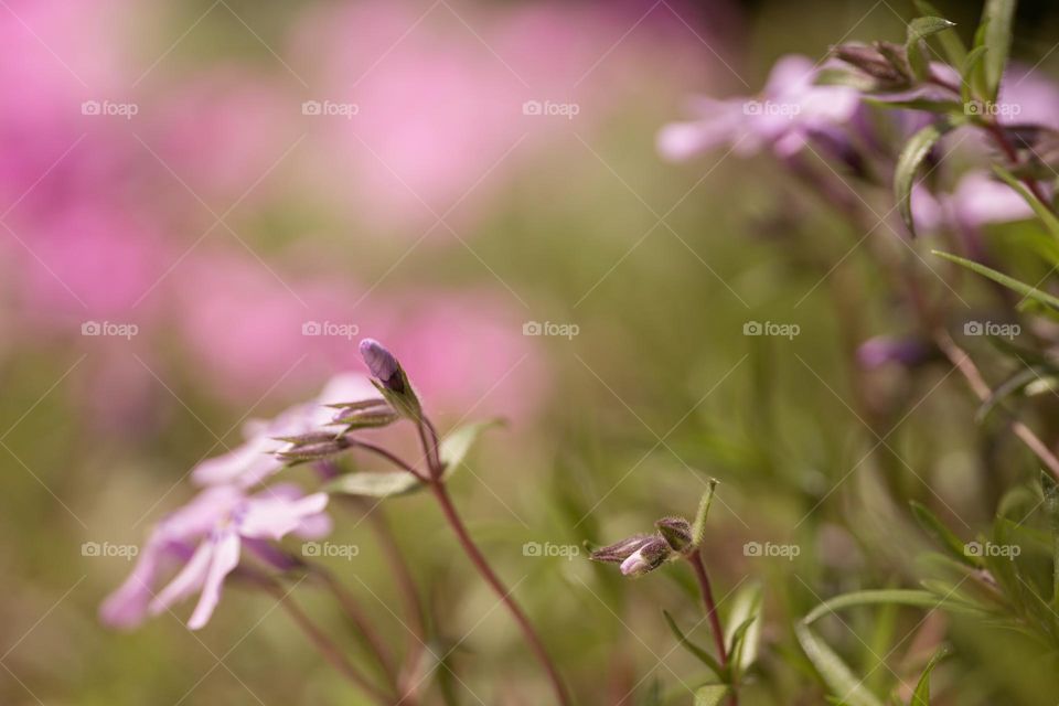 Phlox flowers background, selective focus 