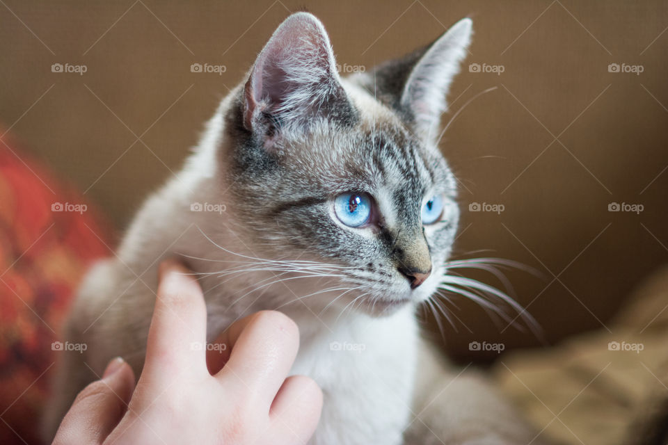 A blue eyed cat with pet owner