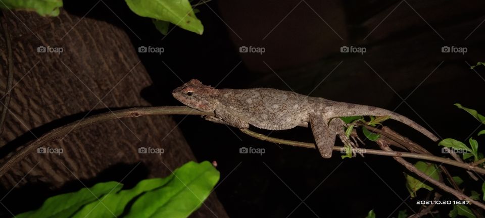 Garden lizard