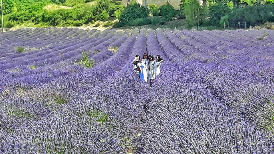 White in purple.
Provence, France