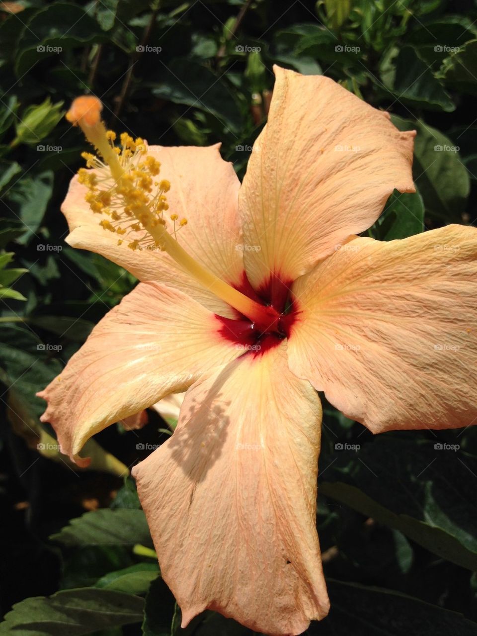 Close-up of hibiscus flower