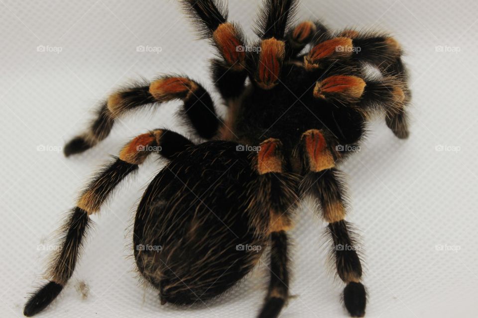 red and black spider on white Background