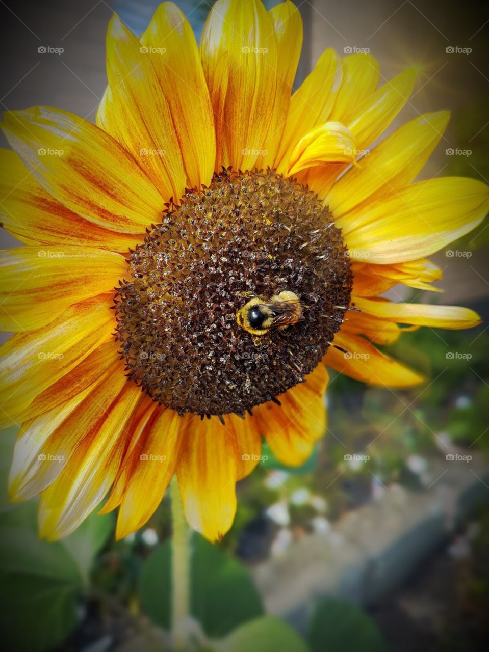 Bumblebee on a sunflower. 