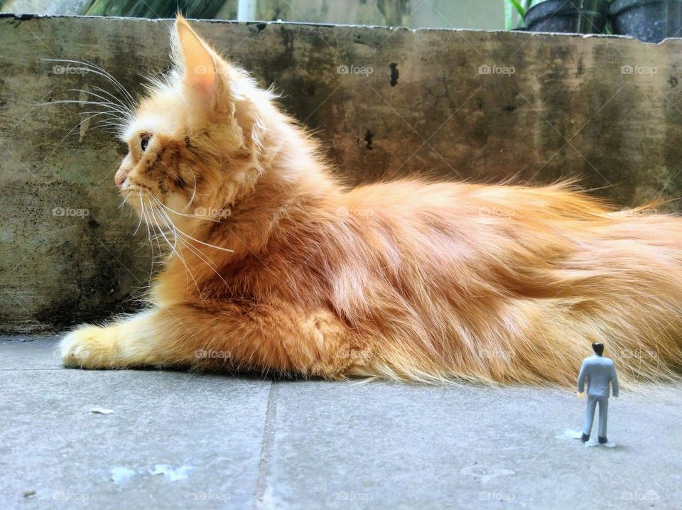 From the world of liliput, the cat of prey