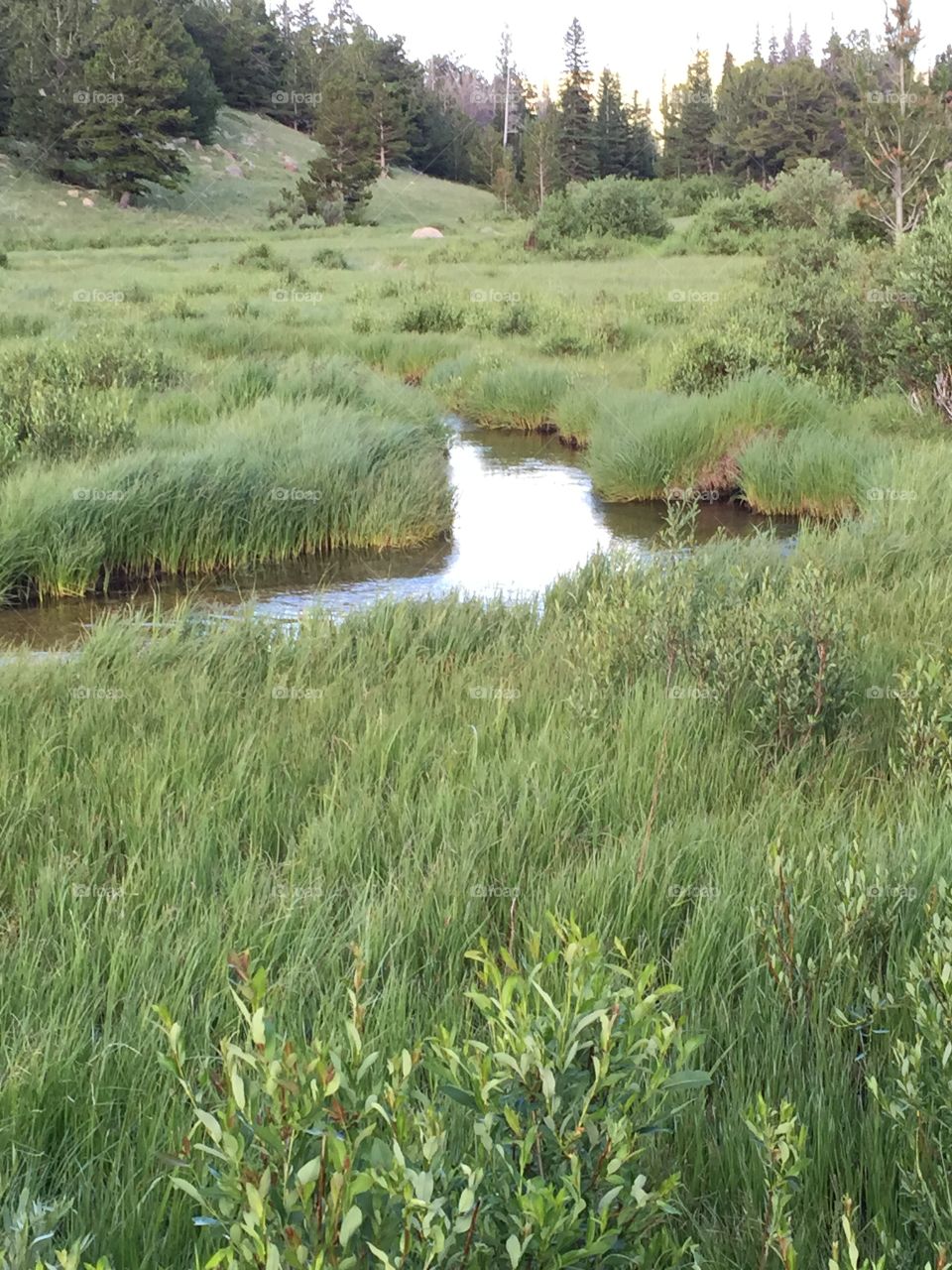 Mountain stream Colorado