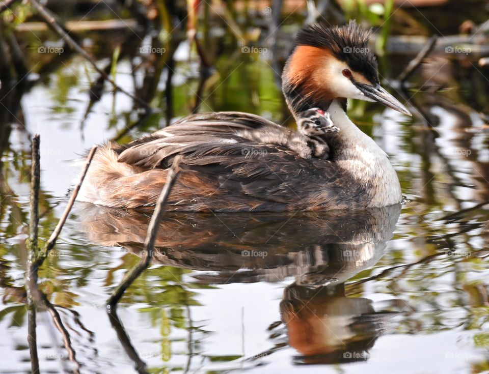 Great Crested Grebe with week-old chick