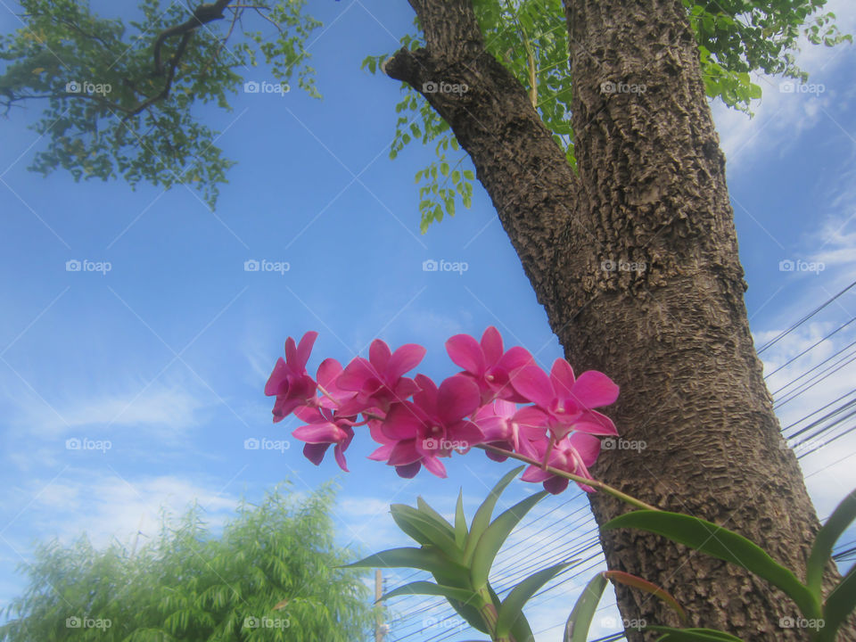 Sky and trees ,flower