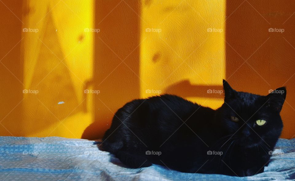 black home cat