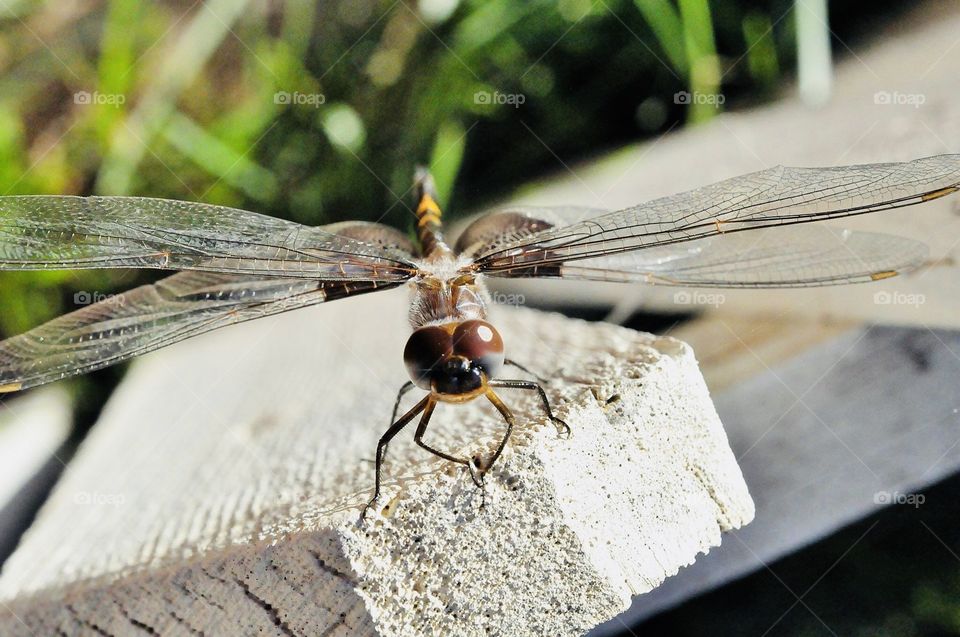 Dragonfly on the white fence 