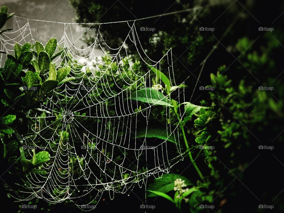 A contrast dew covered spider web at night with dark green bushes and a foggy spooky background 