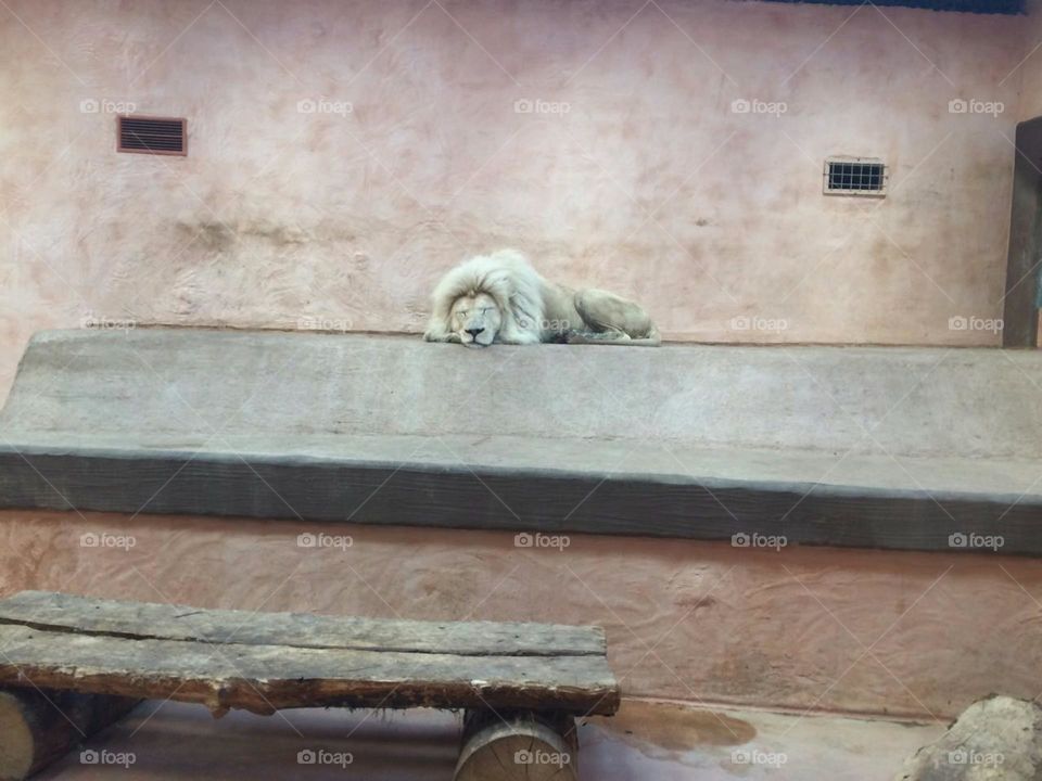 A white lion is sleeping in the zoo