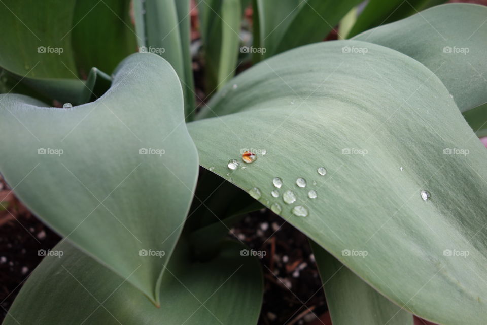tulip leaves with rain drops