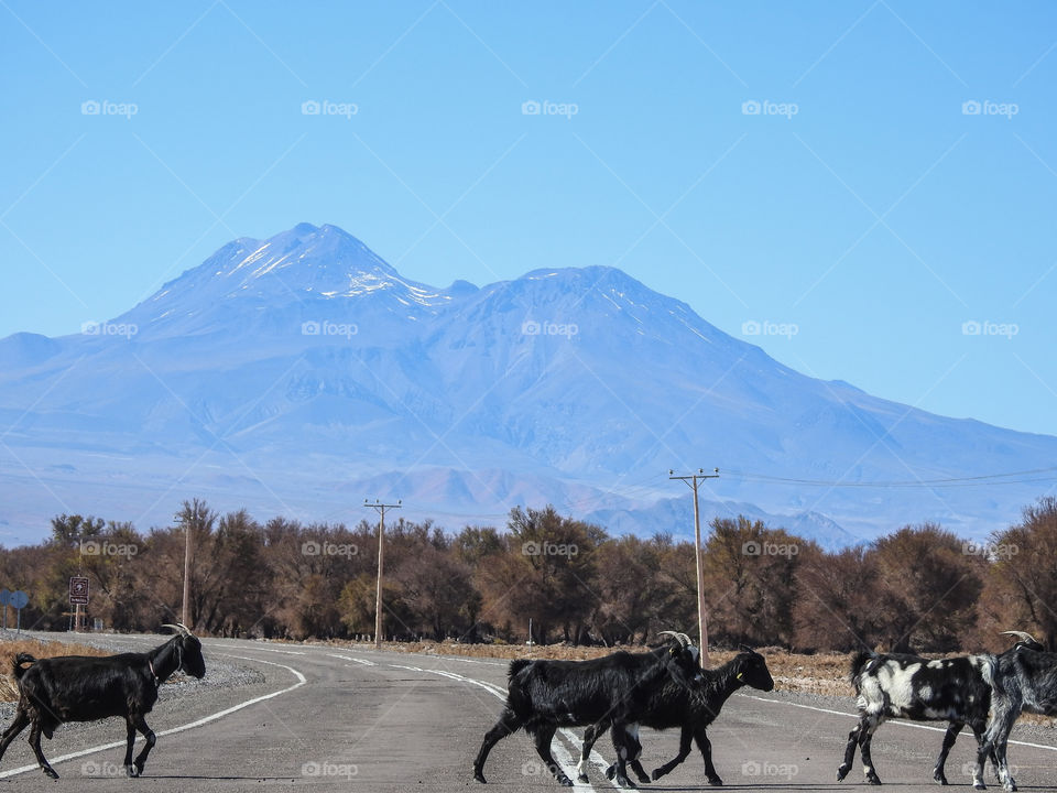 Animals on the road