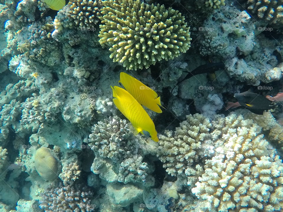Yellow butterfly Fish