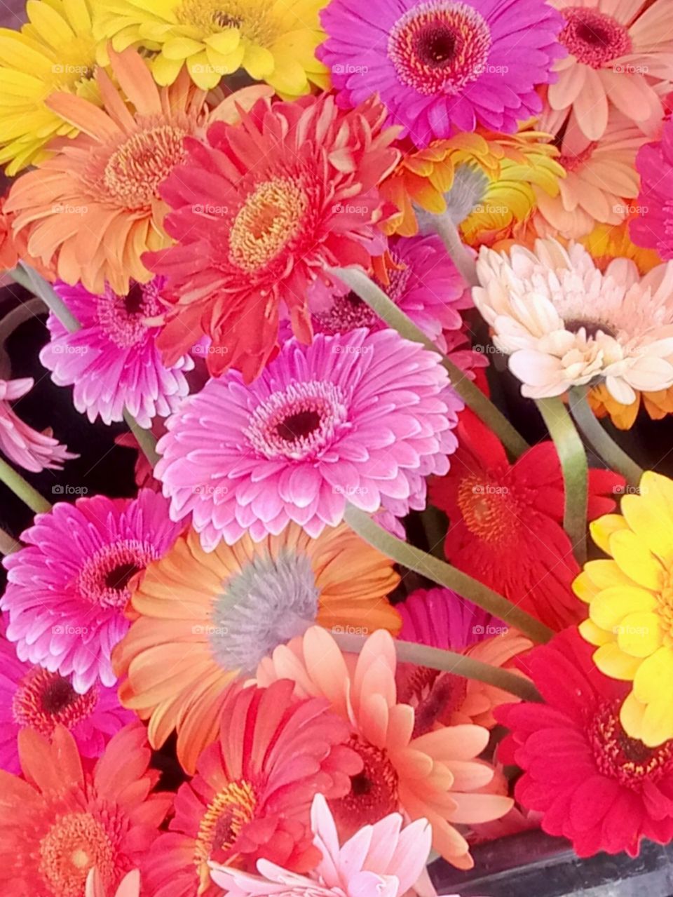 Flower, Floral, Flora, Petal, Nature