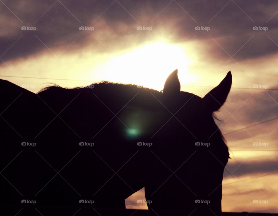 silhouettes of the farm