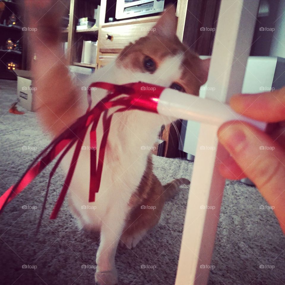 Gus and the Noise-Maker. My cat Gus does not like noise-makers.